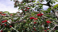 還在感慨櫻桃好吃樹難栽？用它！保你櫻桃好吃又好賣！
